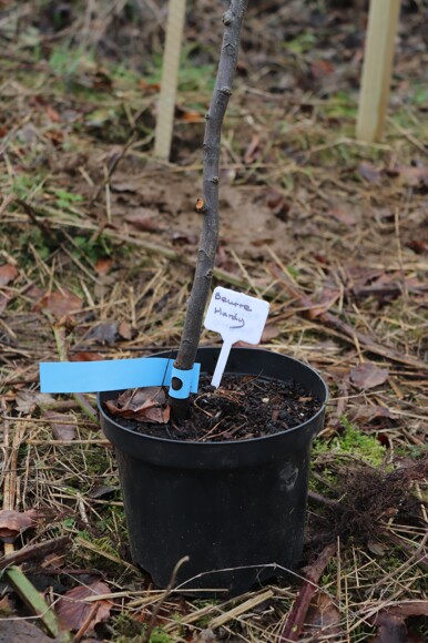 Orchard Planting FarmEd S. Bassett 09.02.24 SBA Student Photo Permissions Confirmed 34